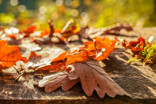 Falling Leaves | Leaves Type image 0